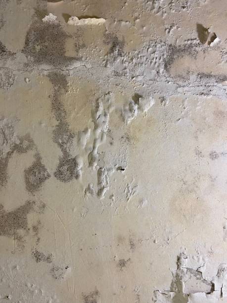 Office Mold Removal Services in Melbourne, FL